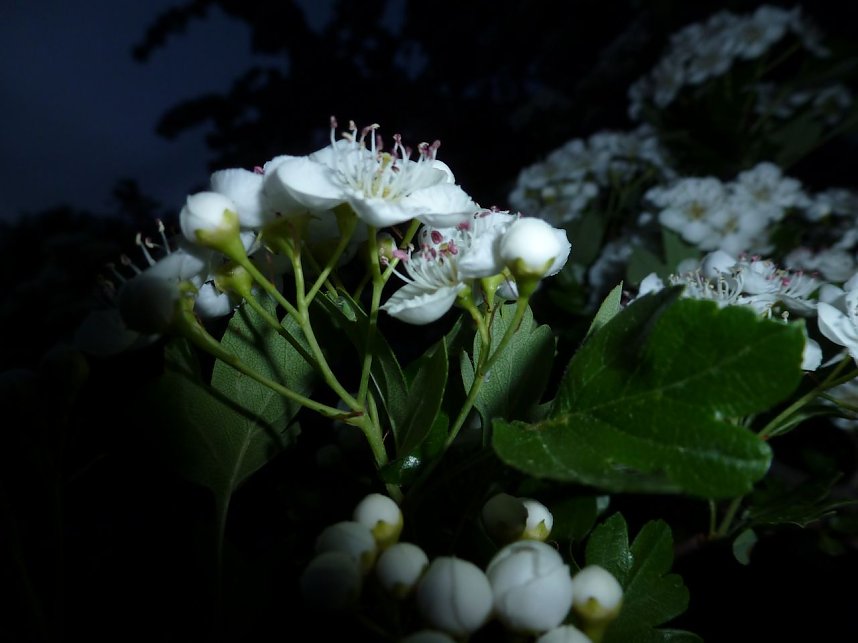Bl&uuml;tenpracht in der Nordh&auml;user Nacht