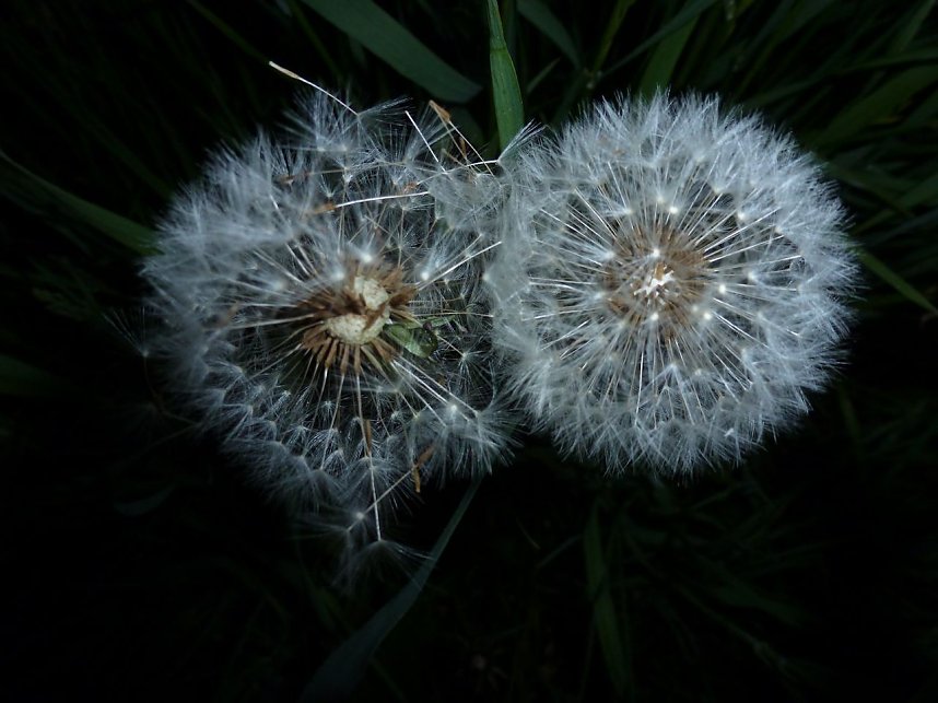 Bl&uuml;tenpracht in der Nordh&auml;user Nacht
