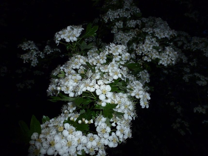 Bl&uuml;tenpracht in der Nordh&auml;user Nacht