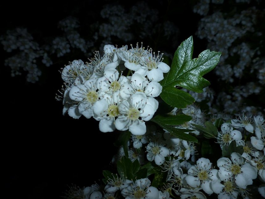 Bl&uuml;tenpracht in der Nordh&auml;user Nacht