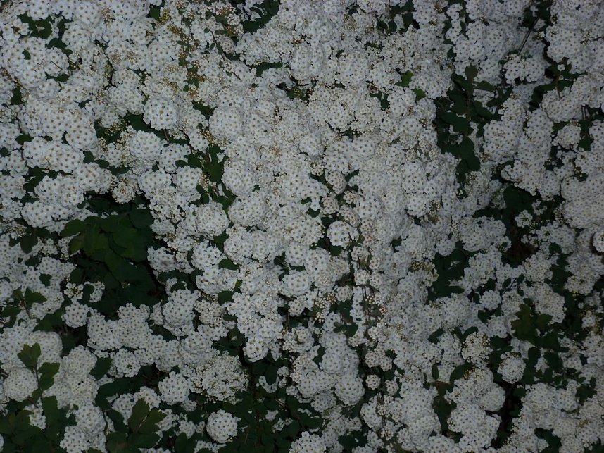 Bl&uuml;tenpracht in der Nordh&auml;user Nacht