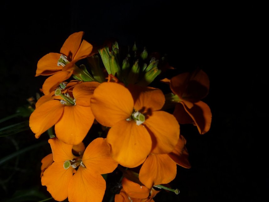 Bl&uuml;tenpracht in der Nordh&auml;user Nacht