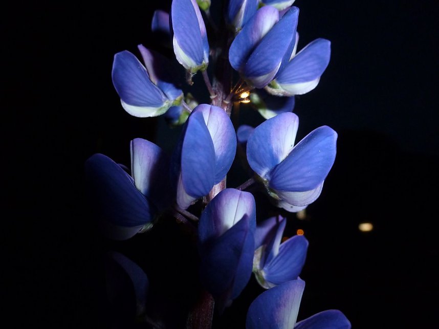 Bl&uuml;tenpracht in der Nordh&auml;user Nacht