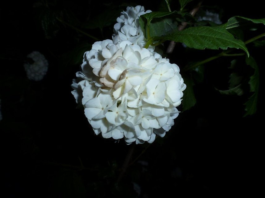 Bl&uuml;tenpracht in der Nordh&auml;user Nacht