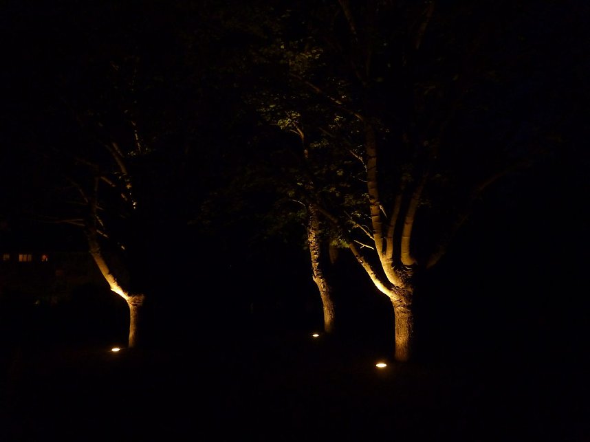 Bl&uuml;tenpracht in der Nordh&auml;user Nacht