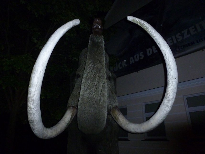 Bl&uuml;tenpracht in der Nordh&auml;user Nacht