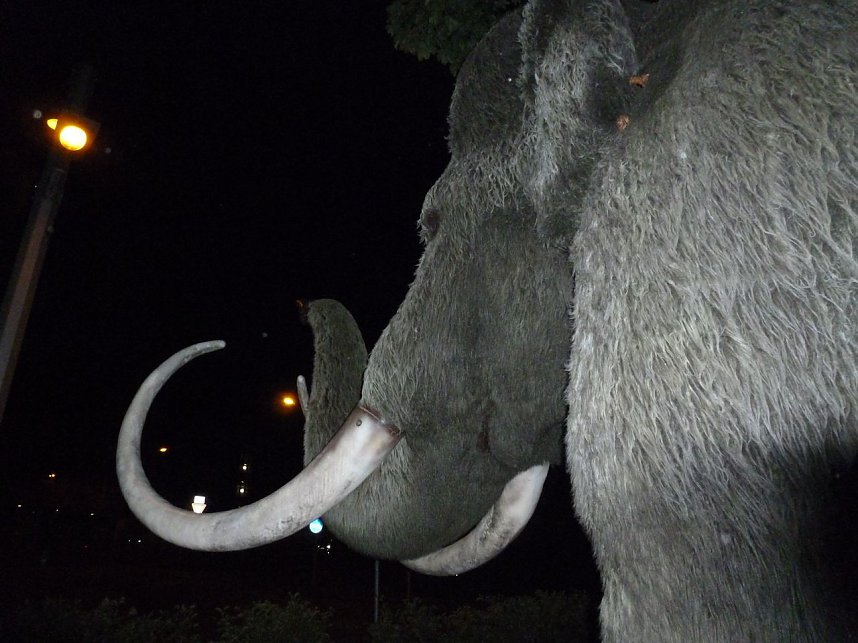 Bl&uuml;tenpracht in der Nordh&auml;user Nacht