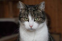 Zum Fr&uuml;hlingsfest konnte der Tierschutzverein Nordhausen viele G&auml;ste begr&uuml;&szlig;en