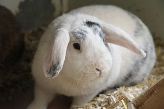 Zum Fr&uuml;hlingsfest konnte der Tierschutzverein Nordhausen viele G&auml;ste begr&uuml;&szlig;en