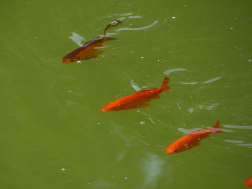 Peter Blei im Garten des ewigen Gl&uuml;cks