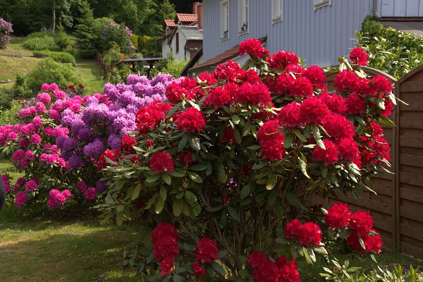 20. Rhododendron-Fest in S&uuml;lzhayn