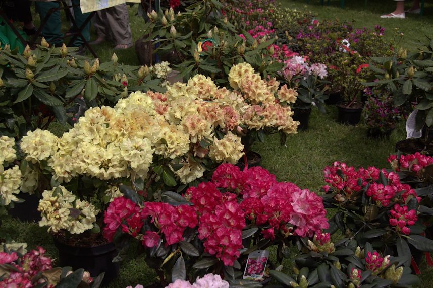 20. Rhododendron-Fest in S&uuml;lzhayn