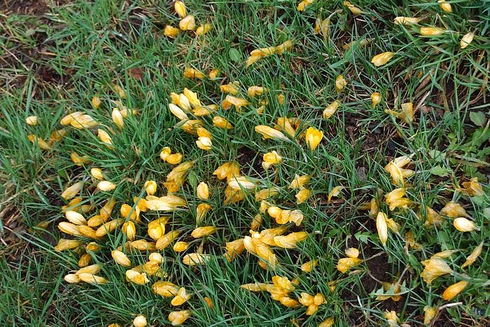 Fr&uuml;hling auf dem Berg