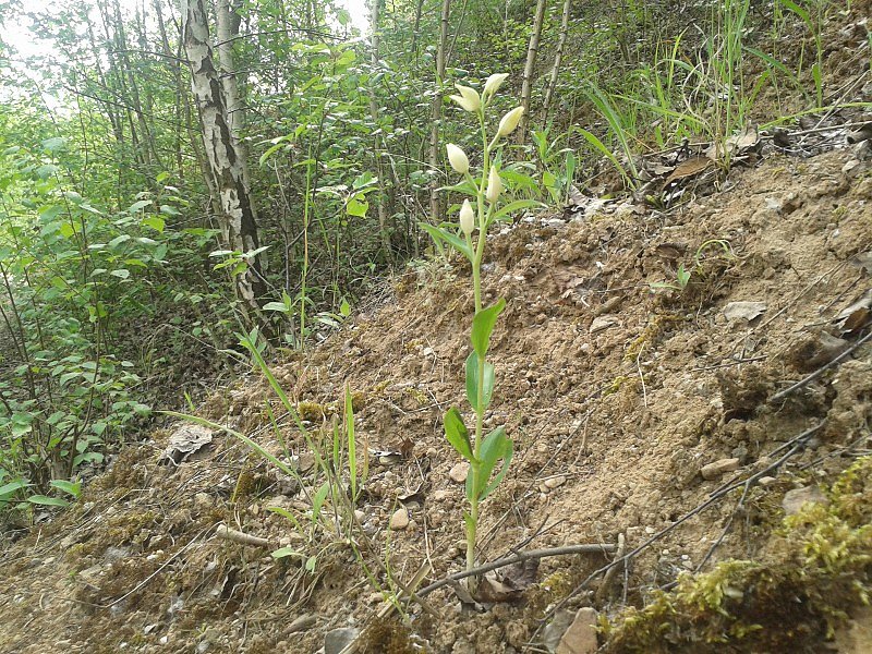 Exkursion in eine Sandgrube