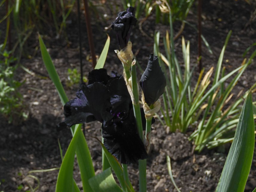 Landesgartenschau in Schmalkalden