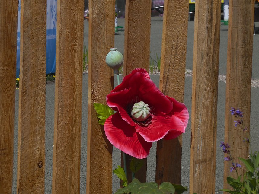 Landesgartenschau in Schmalkalden