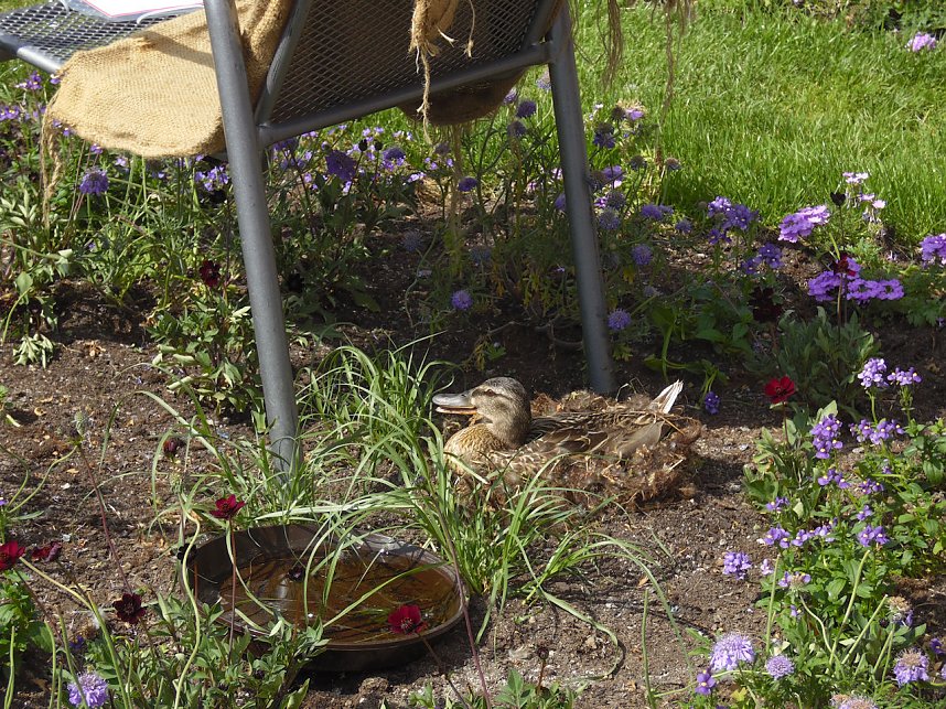 Landesgartenschau in Schmalkalden