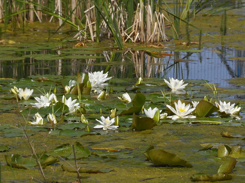 Landesgartenschau in Schmalkalden