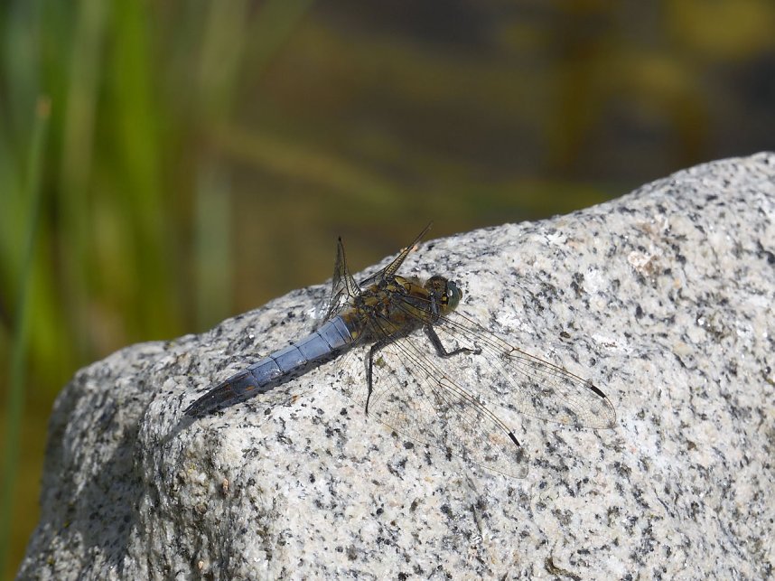 Landesgartenschau in Schmalkalden