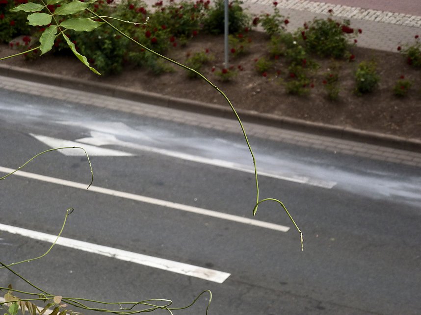 &Ouml;lspur beseitigt