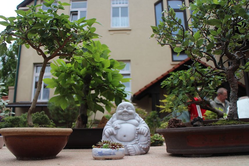 Fern&ouml;stliche Kunst in Gr&uuml;n - Bonsai-Ausstellung in der Echte Nordh&auml;user Traditionsbrennerei