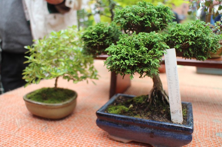 Fern&ouml;stliche Kunst in Gr&uuml;n - Bonsai-Ausstellung in der Echte Nordh&auml;user Traditionsbrennerei