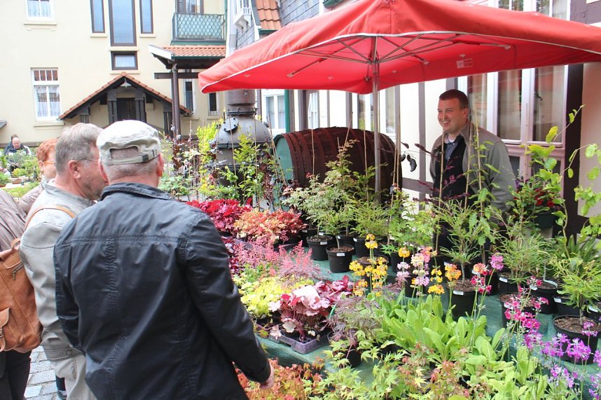 Fern&ouml;stliche Kunst in Gr&uuml;n - Bonsai-Ausstellung in der Echte Nordh&auml;user Traditionsbrennerei