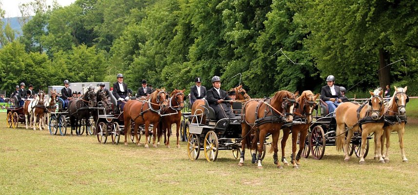 Pferde, Pferde und nochmals Pferde