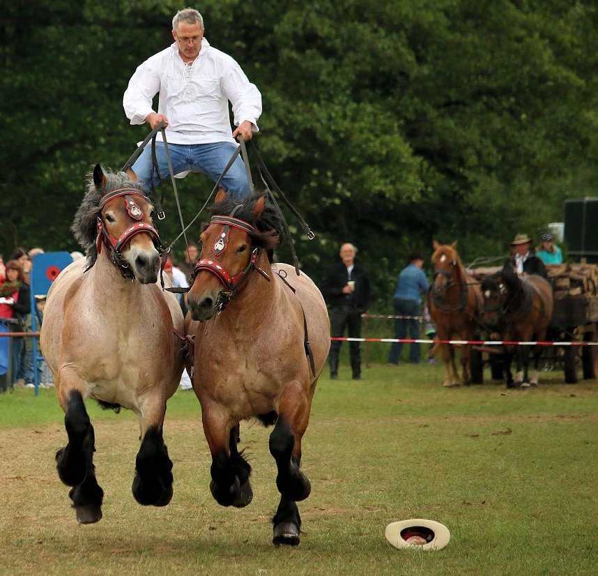 Pferde, Pferde und nochmals Pferde