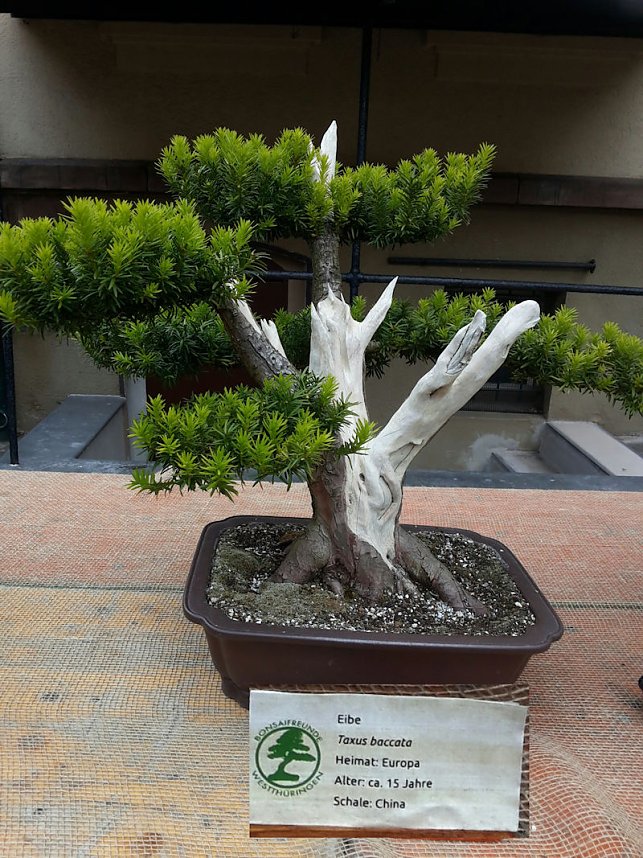 Bonsai in der Brennerei