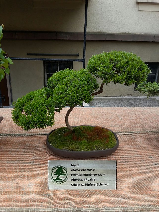 Bonsai in der Brennerei