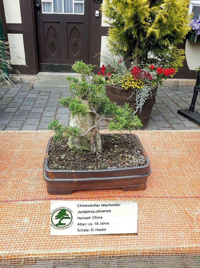 Bonsai in der Brennerei