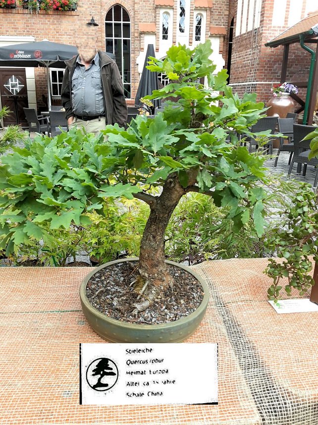 Bonsai in der Brennerei