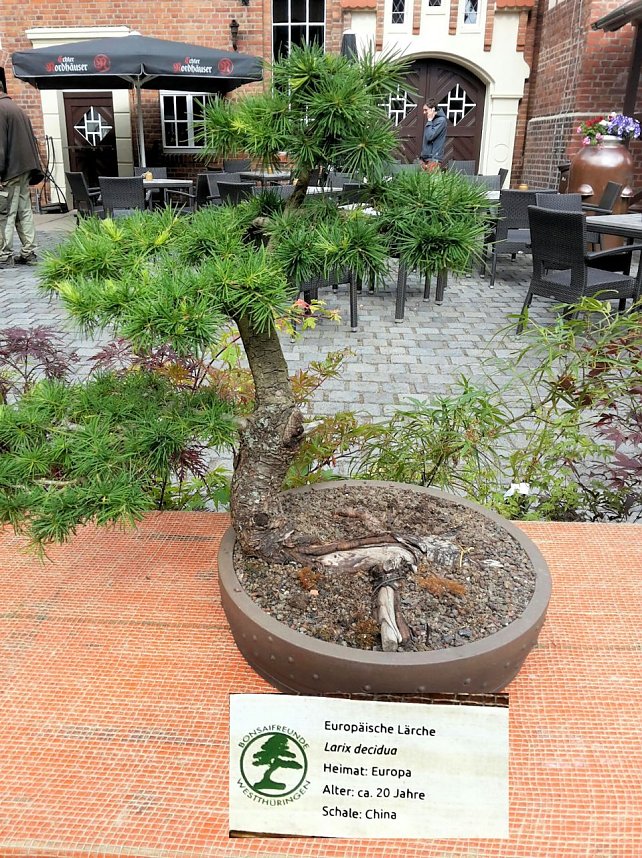 Bonsai in der Brennerei