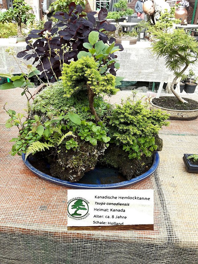 Bonsai in der Brennerei