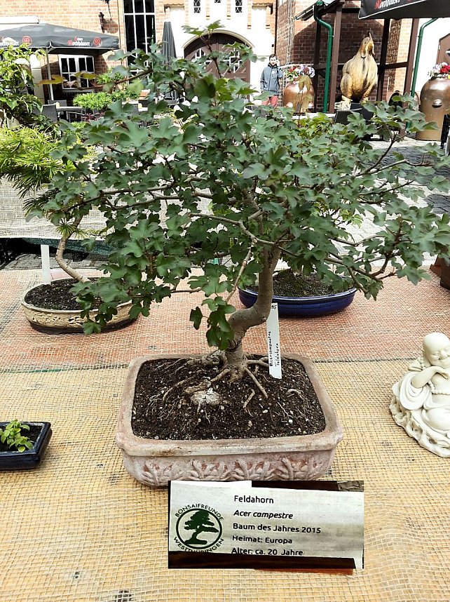 Bonsai in der Brennerei