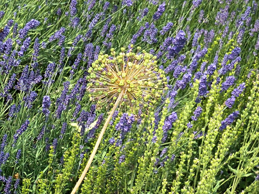 Bl&uuml;tenpracht in Nordhausens Promenade