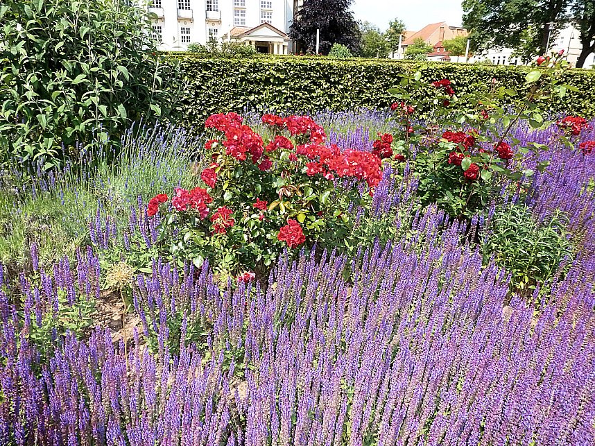 Bl&uuml;tenpracht in Nordhausens Promenade