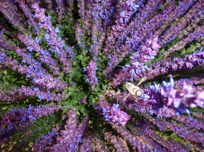 Bl&uuml;tenpracht in Nordhausens Promenade