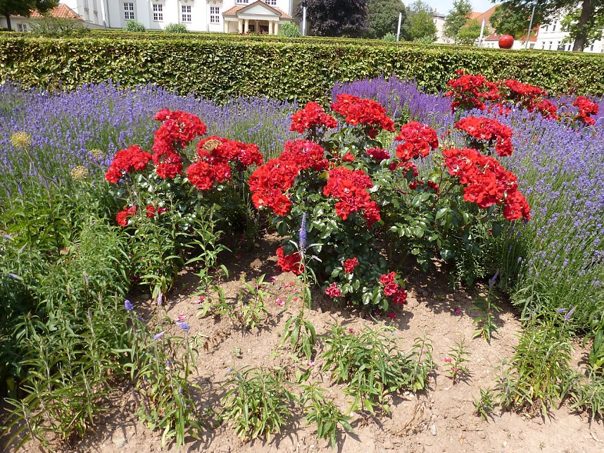 Bl&uuml;tenpracht in Nordhausens Promenade
