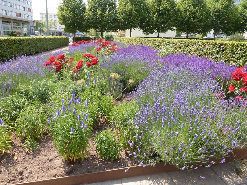 Bl&uuml;tenpracht in Nordhausens Promenade