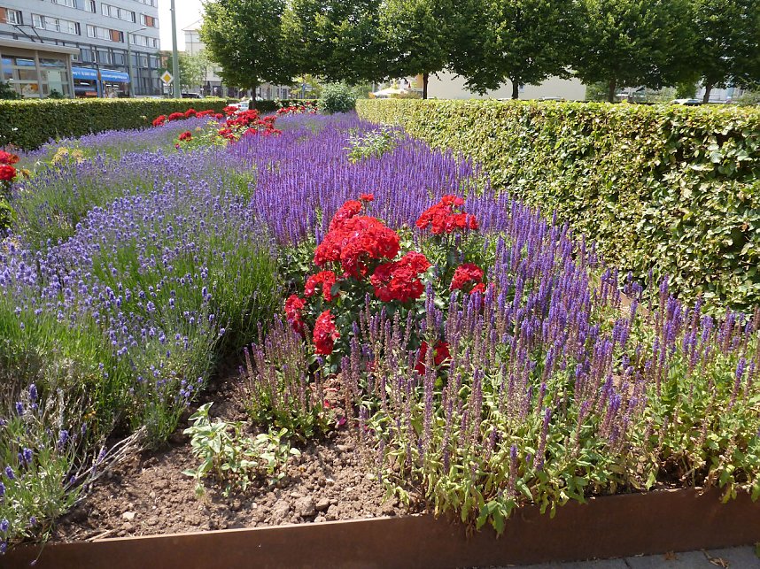 Bl&uuml;tenpracht in Nordhausens Promenade
