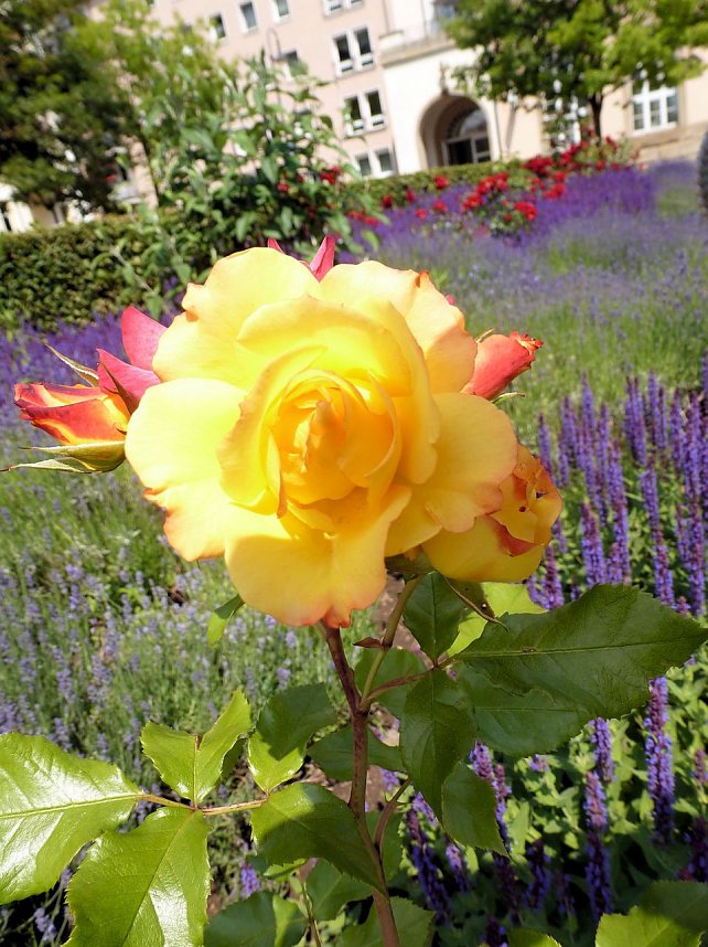 Bl&uuml;tenpracht in Nordhausens Promenade