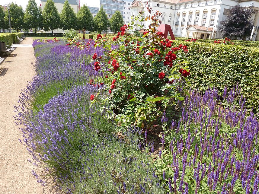 Bl&uuml;tenpracht in Nordhausens Promenade