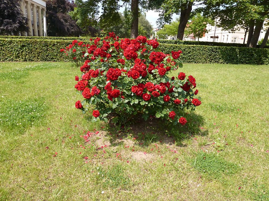 Bl&uuml;tenpracht in Nordhausens Promenade