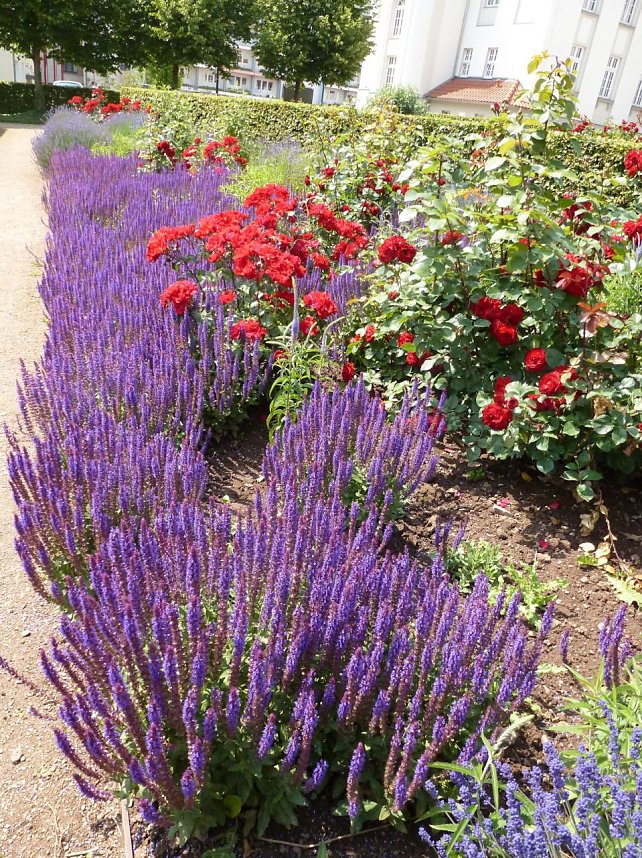 Bl&uuml;tenpracht in Nordhausens Promenade