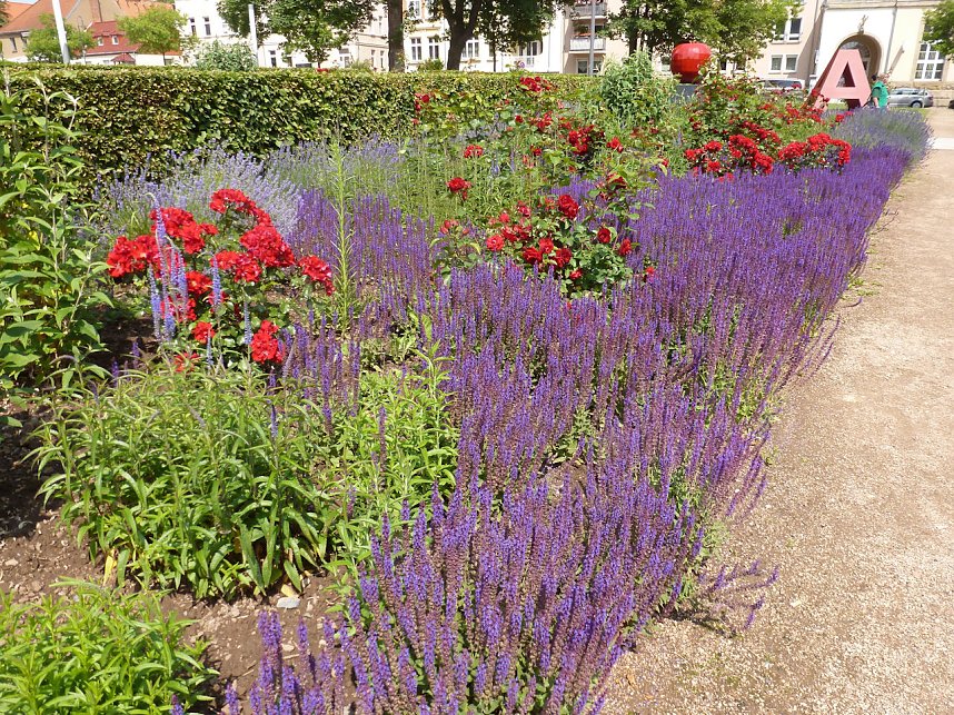 Bl&uuml;tenpracht in Nordhausens Promenade