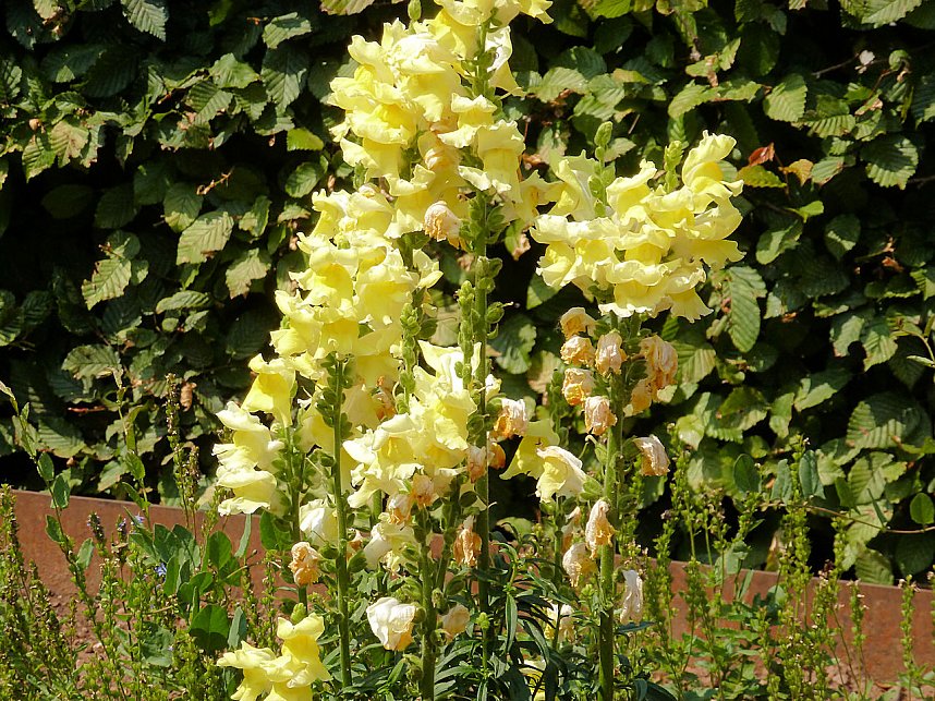 Bl&uuml;tenpracht in Nordhausens Promenade
