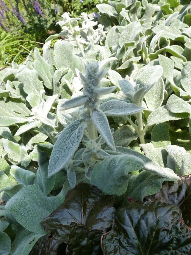 Bl&uuml;tenpracht in Nordhausens Promenade