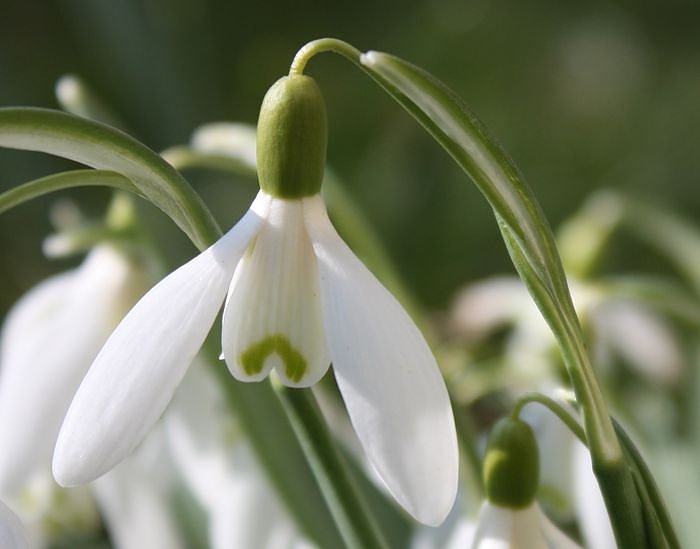 Gr&uuml;&szlig;e vom Fr&uuml;hling